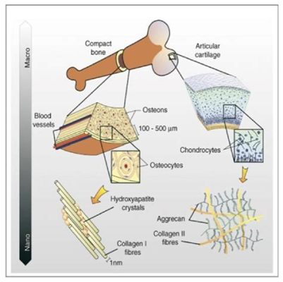  Hidroxiapatita: Um Material Cerâmico para Implantes Ósseos e Aplicações Biomédicas Excepcionais!