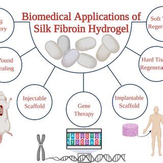  Silk fibroin: Uma Fibra Natural Revolucionando Aplicações Biomédicas?